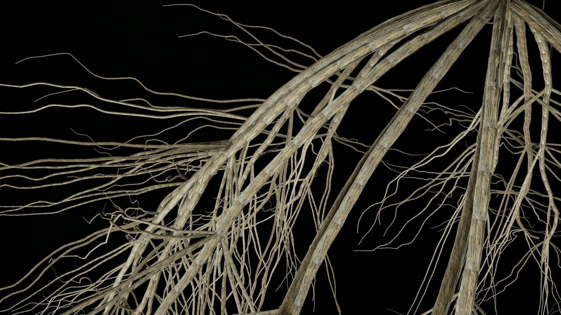 3D Wheat Root - growth animation - TurboSquid 1816552