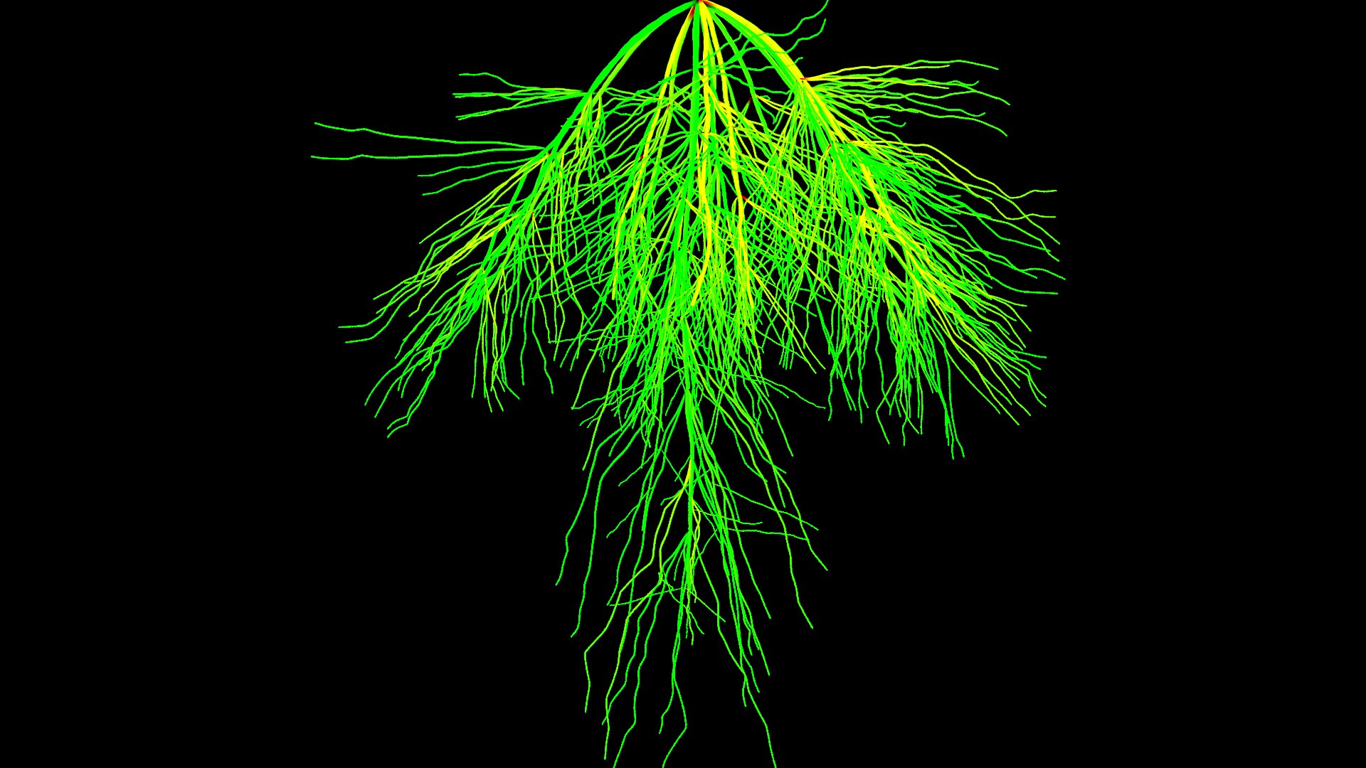 3D Wheat Root - growth animation - TurboSquid 1816552