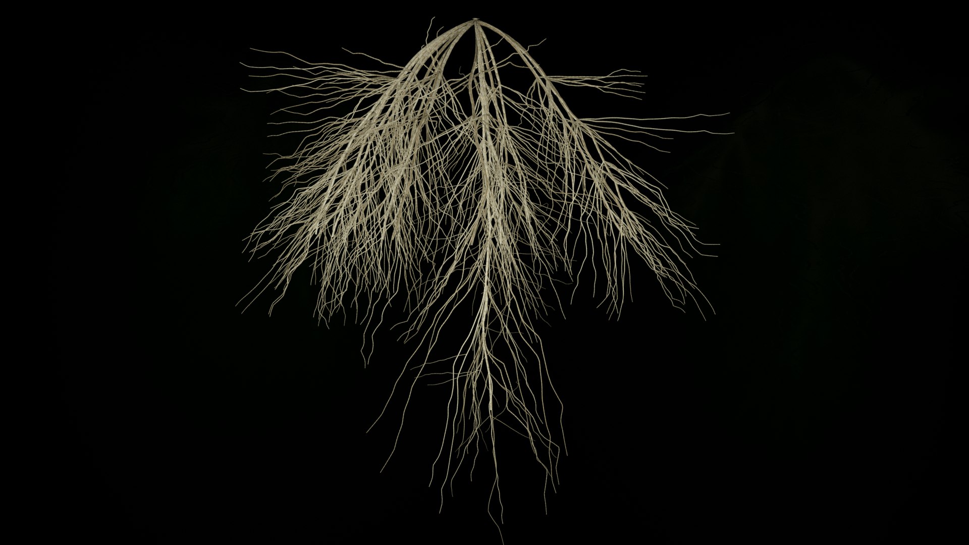 3D Wheat Root - growth animation - TurboSquid 1816552