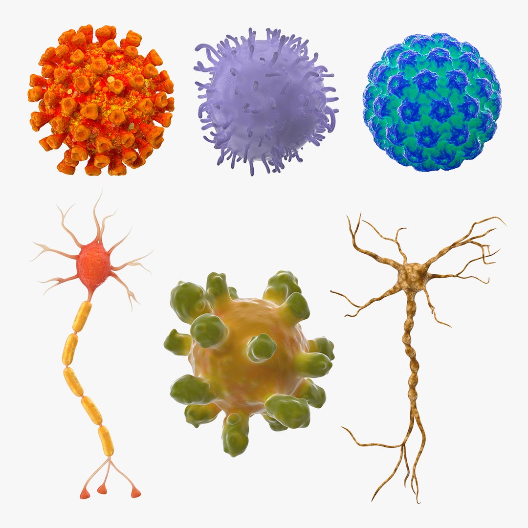Microscopic Anatomy Collection 3 3D model preview