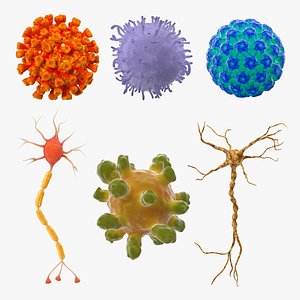 Microscopic Anatomy Collection 3