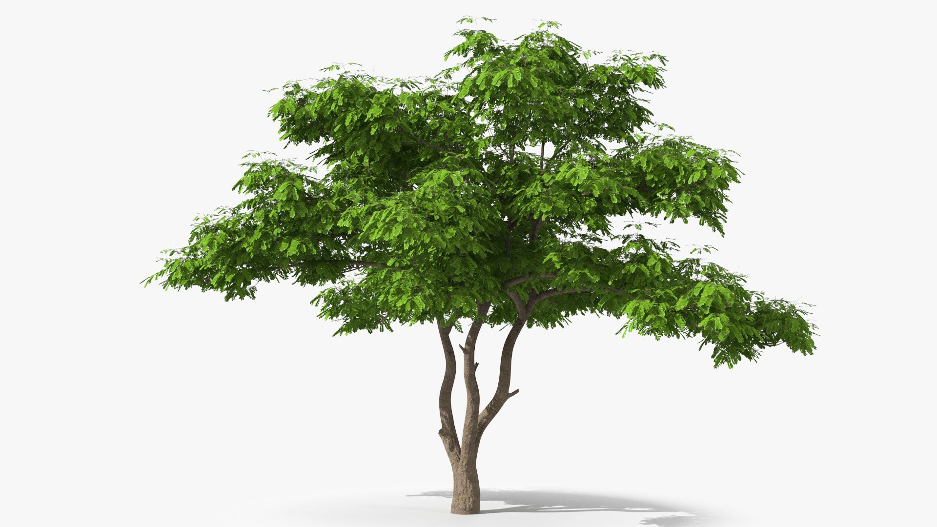 Albizia Julibrissin Deflorate 3D model preview