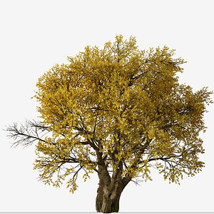 Set of Fremont cottonwood or Populus fremontii Tree - 2 Trees