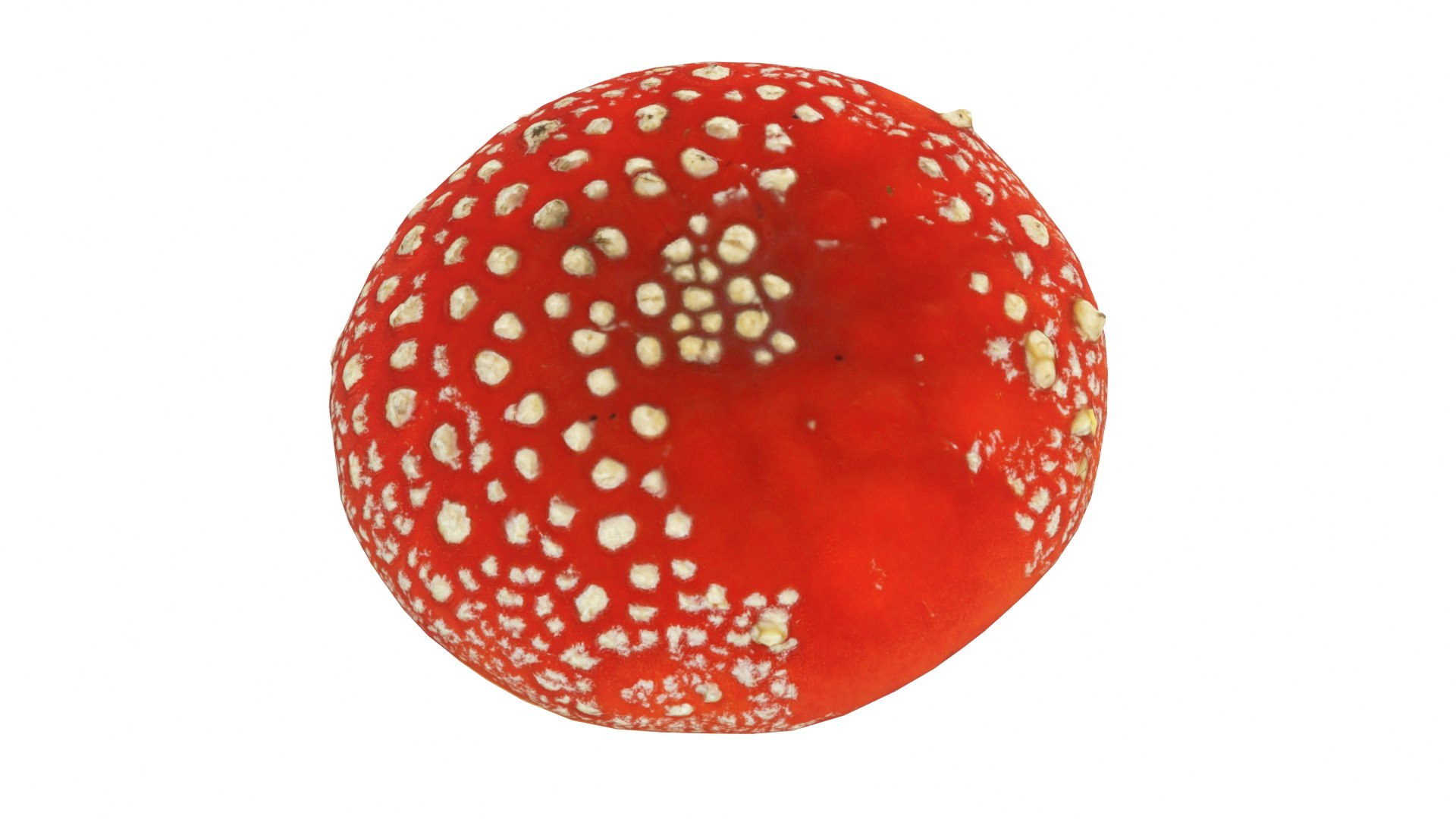 Toadstool 2 model https://p.turbosquid.com/ts-thumb/5M/rXghTQ/8e/toadstool2_preview06/jpg/1723242196/1920x1080/fit_q87/3c56e1aa0dcd2d96e767d959472e6c1139c133a8/toadstool2_preview06.jpg