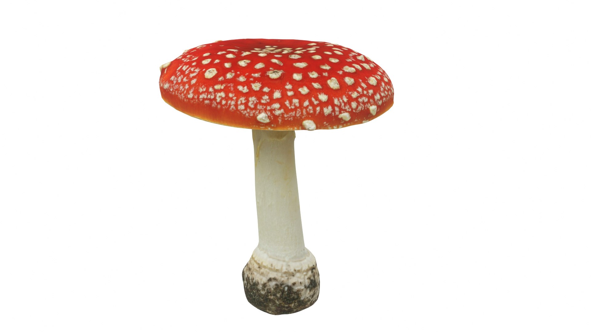 Toadstool 2 model https://p.turbosquid.com/ts-thumb/5M/rXghTQ/K6/toadstool2_preview03/jpg/1723242184/1920x1080/fit_q87/664dd0b5c6be1b2a52573b800c8fdebd0c176758/toadstool2_preview03.jpg