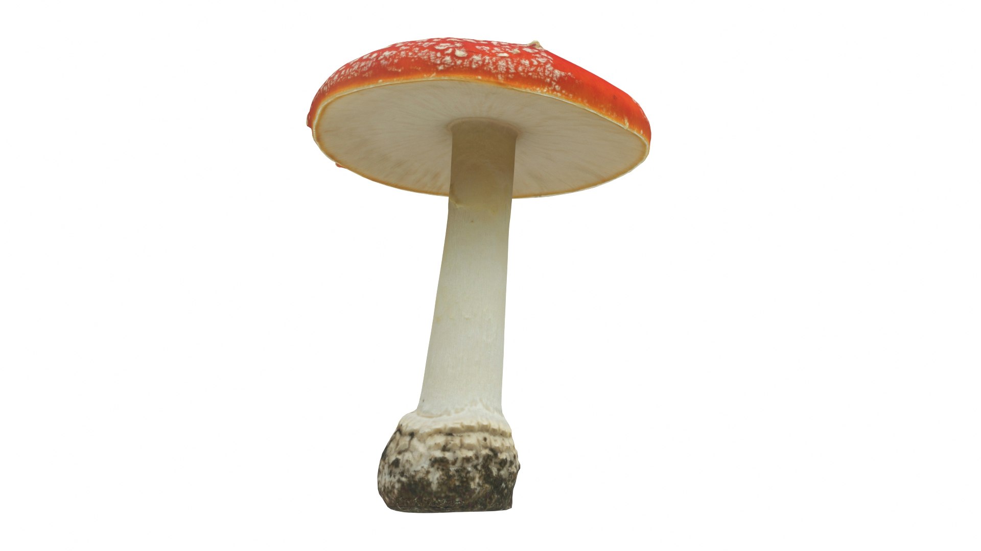 Toadstool 2 model https://p.turbosquid.com/ts-thumb/5M/rXghTQ/Qp/toadstool2_preview05/jpg/1723242192/1920x1080/fit_q87/0dbe2b693a0103f53b986f73cf675e95ab4b0f35/toadstool2_preview05.jpg