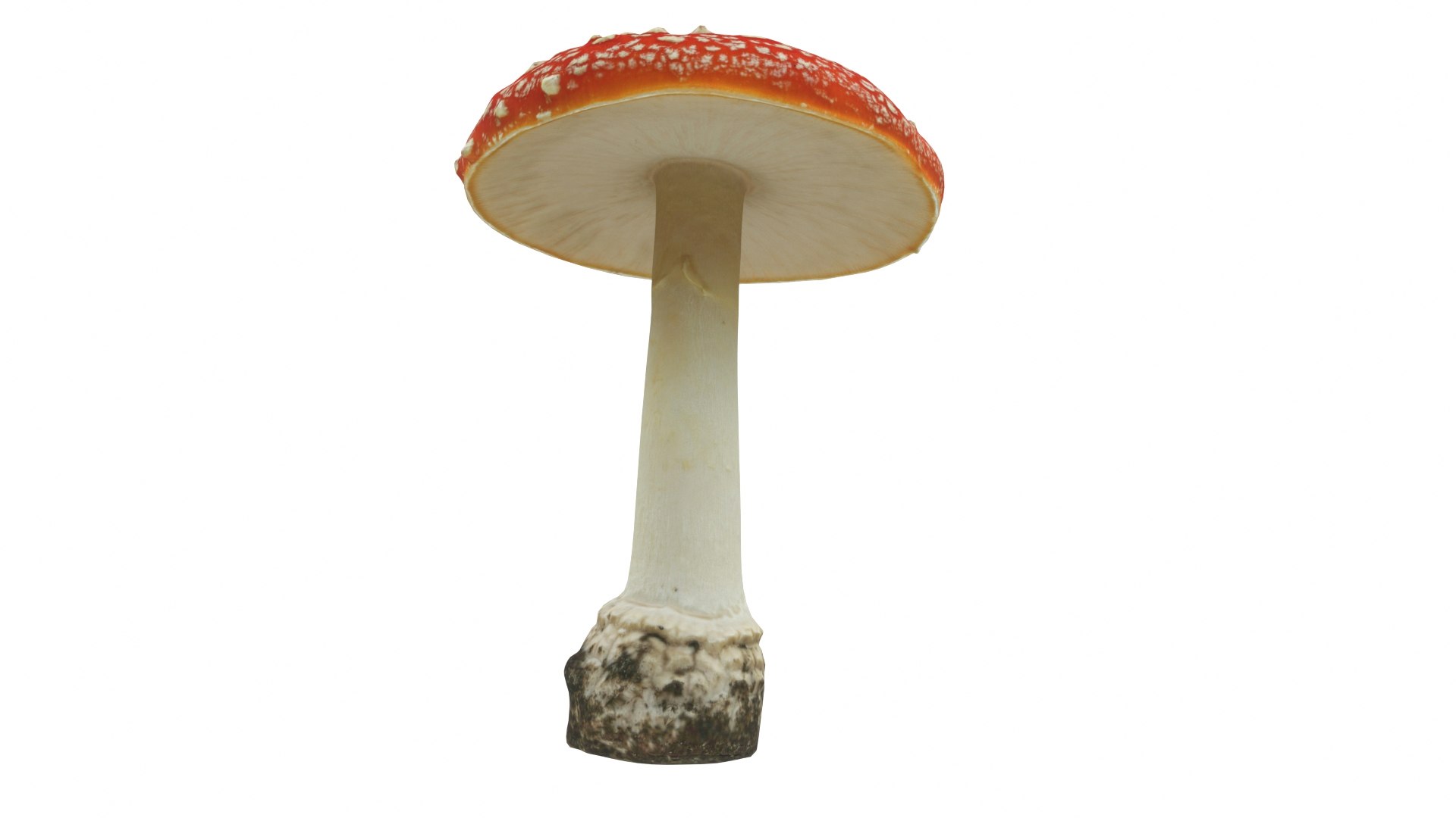 Toadstool 2 model https://p.turbosquid.com/ts-thumb/5M/rXghTQ/cC/toadstool2_preview04/jpg/1723242190/1920x1080/fit_q87/dde3e6ea9ce6bbe2817db1f6298e27a5b9496f40/toadstool2_preview04.jpg