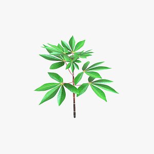 Small Cassava Plant