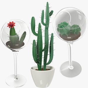 3D cactuses pots cactus model