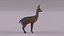 Klipspringer 3D model