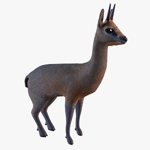 Klipspringer 3D model