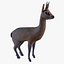Klipspringer 3D model