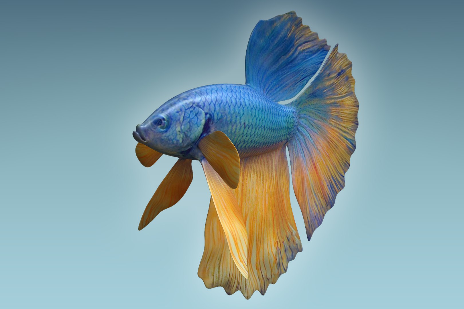 3D betta fish model - TurboSquid 1206011
