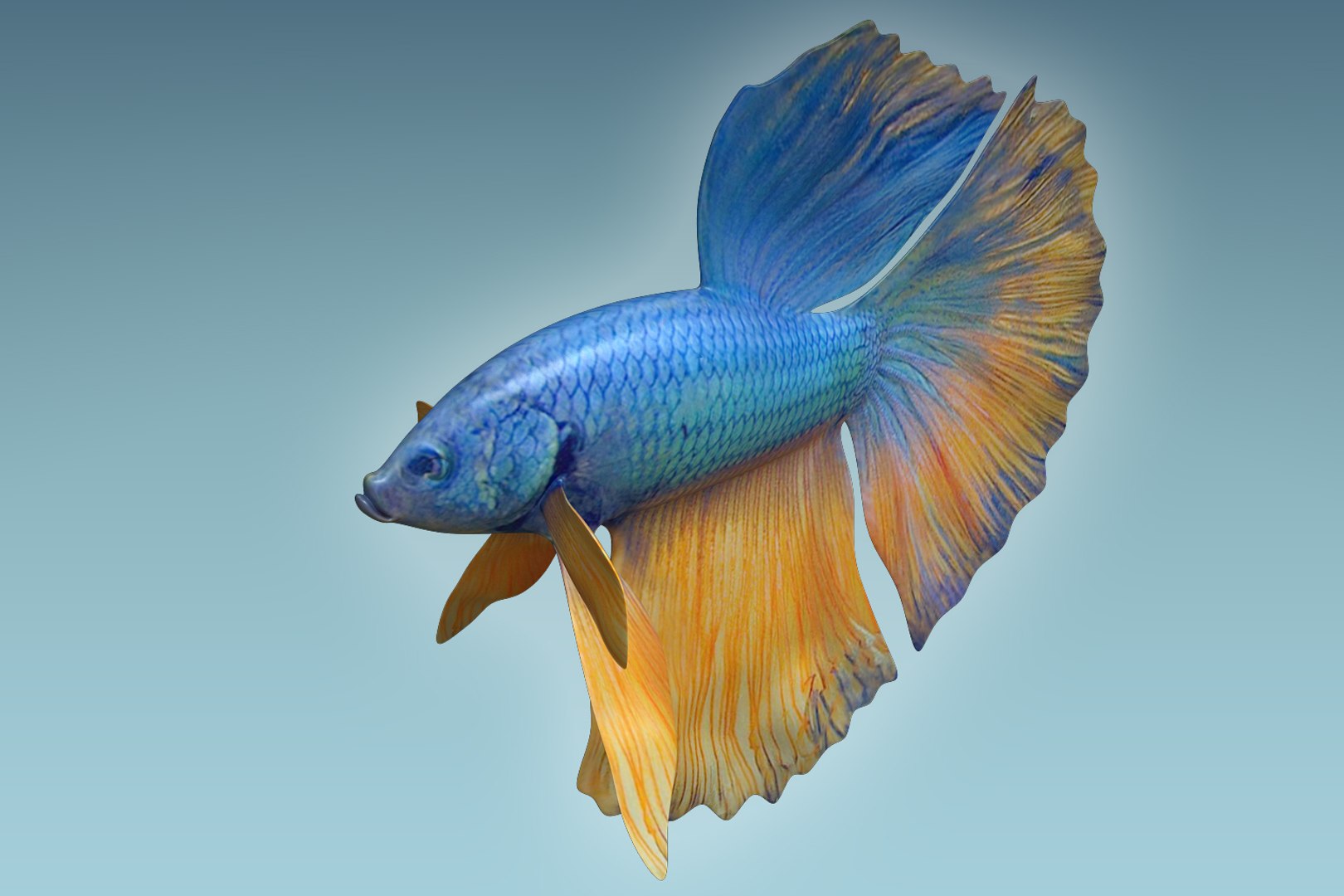 3D betta fish model - TurboSquid 1206011