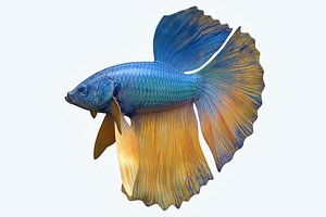 3D betta fish model