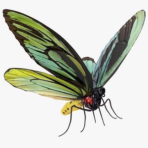 queen alexandras birdwing butterfly model