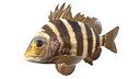 Sheepshead fish