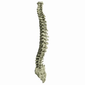 3D human spine