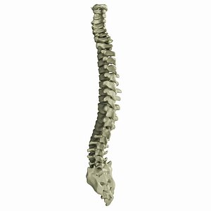 Human Spine
