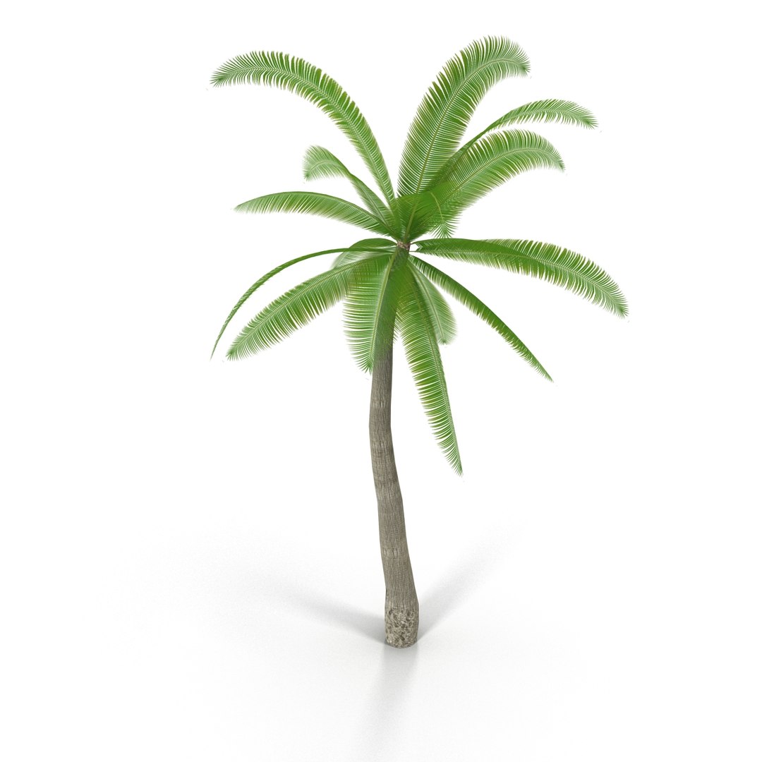 coconut tree 3d model https://p.turbosquid.com/ts-thumb/5N/SMqhdZ/MXGtOoAP/render_0091/jpg/1451719731/1920x1080/fit_q87/eff70e59bbac1edab16565ca8205215e2501d754/render_0091.jpg