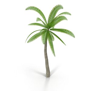 coconut tree 3d model