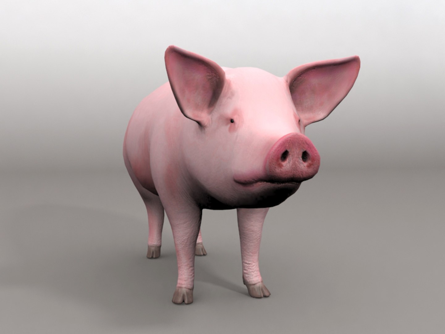 3dsmax pig https://p.turbosquid.com/ts-thumb/5N/Ylbm8m/3ozDTLXk/2/jpg/1418113802/1920x1080/fit_q87/f34ad7d6015025a2600381e7896e03248dc77218/2.jpg