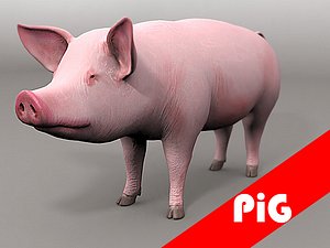 Pig