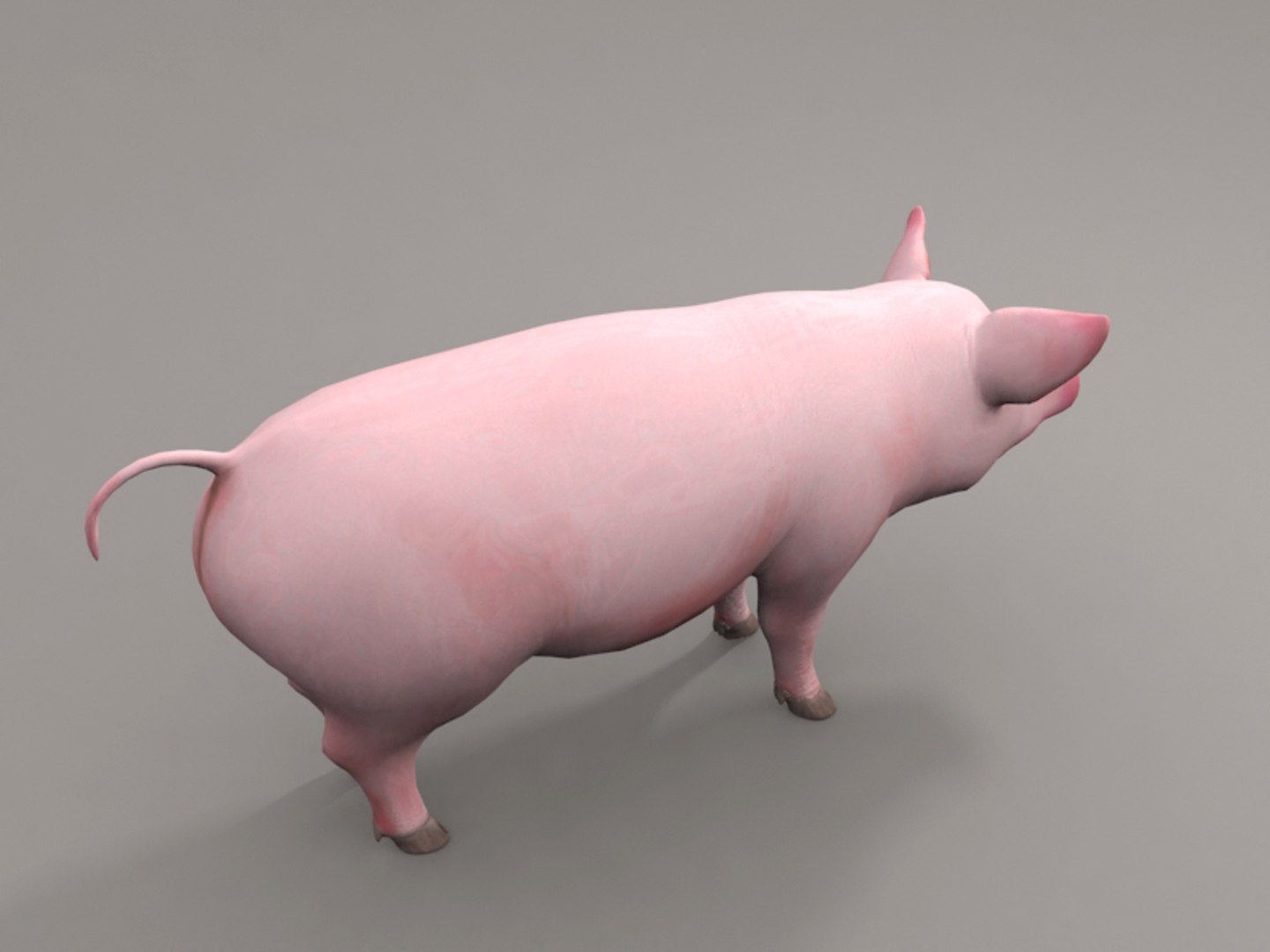 3dsmax pig https://p.turbosquid.com/ts-thumb/5N/Ylbm8m/eJ6M1wE9/4/jpg/1418113811/1920x1080/fit_q87/5e7ecda7adf770d92b1fc5a4ab50c00ff372140c/4.jpg