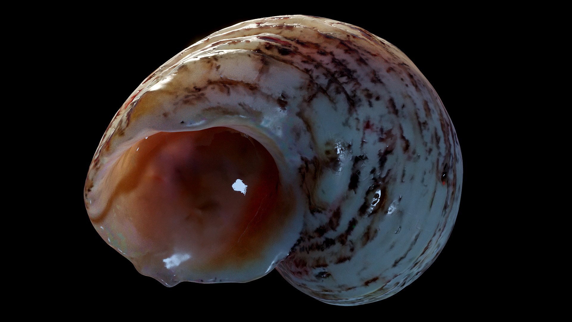 Seashell Conch B 3D Model - TurboSquid 1946660