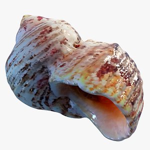 Seashell Conch B 3D model