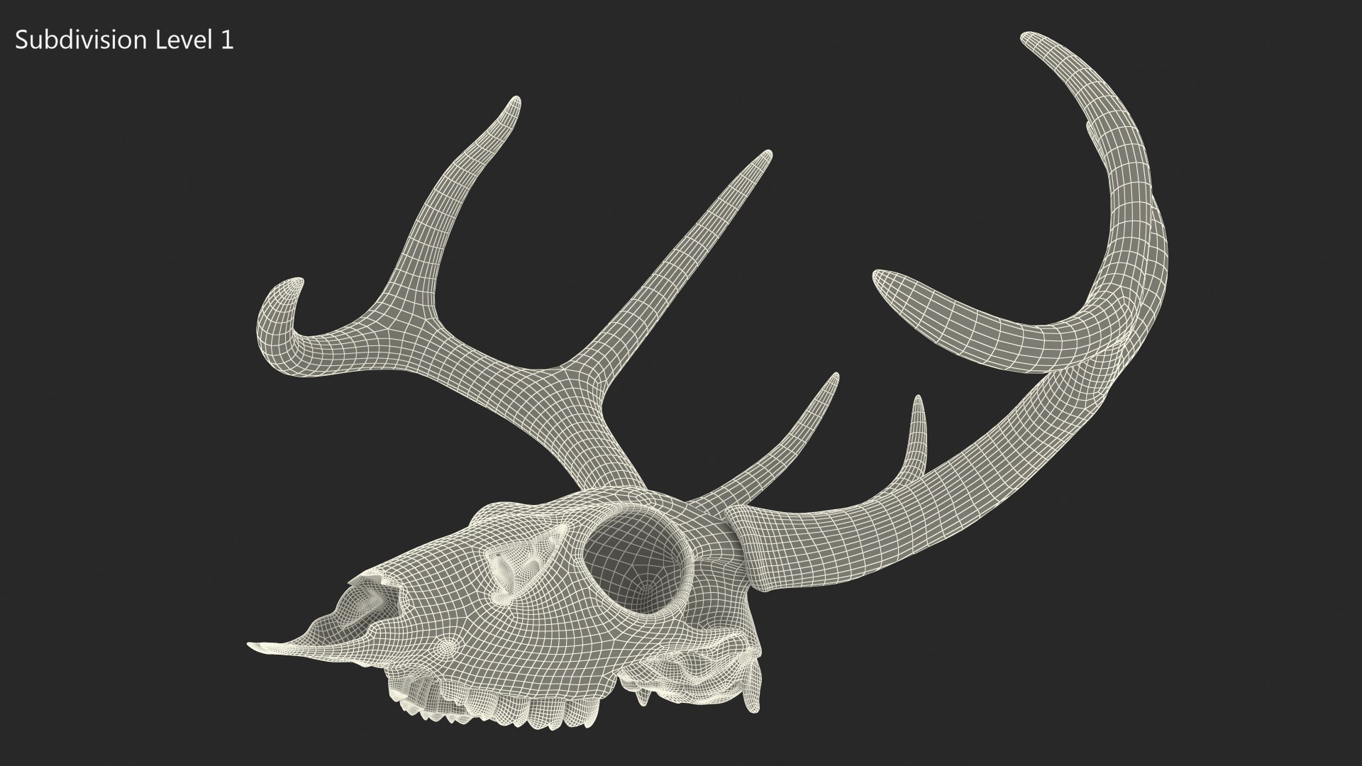 3D model Deer Skull with Antlers https://p.turbosquid.com/ts-thumb/5N/mnY02L/BP/deerskullwithantlersc4dmodel018/jpg/1688572771/1920x1080/fit_q87/7c66456c0c4e6d32a0bcc0ddb0ba85b65bda07b7/deerskullwithantlersc4dmodel018.jpg