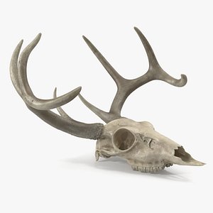 Deer Skull with Antlers