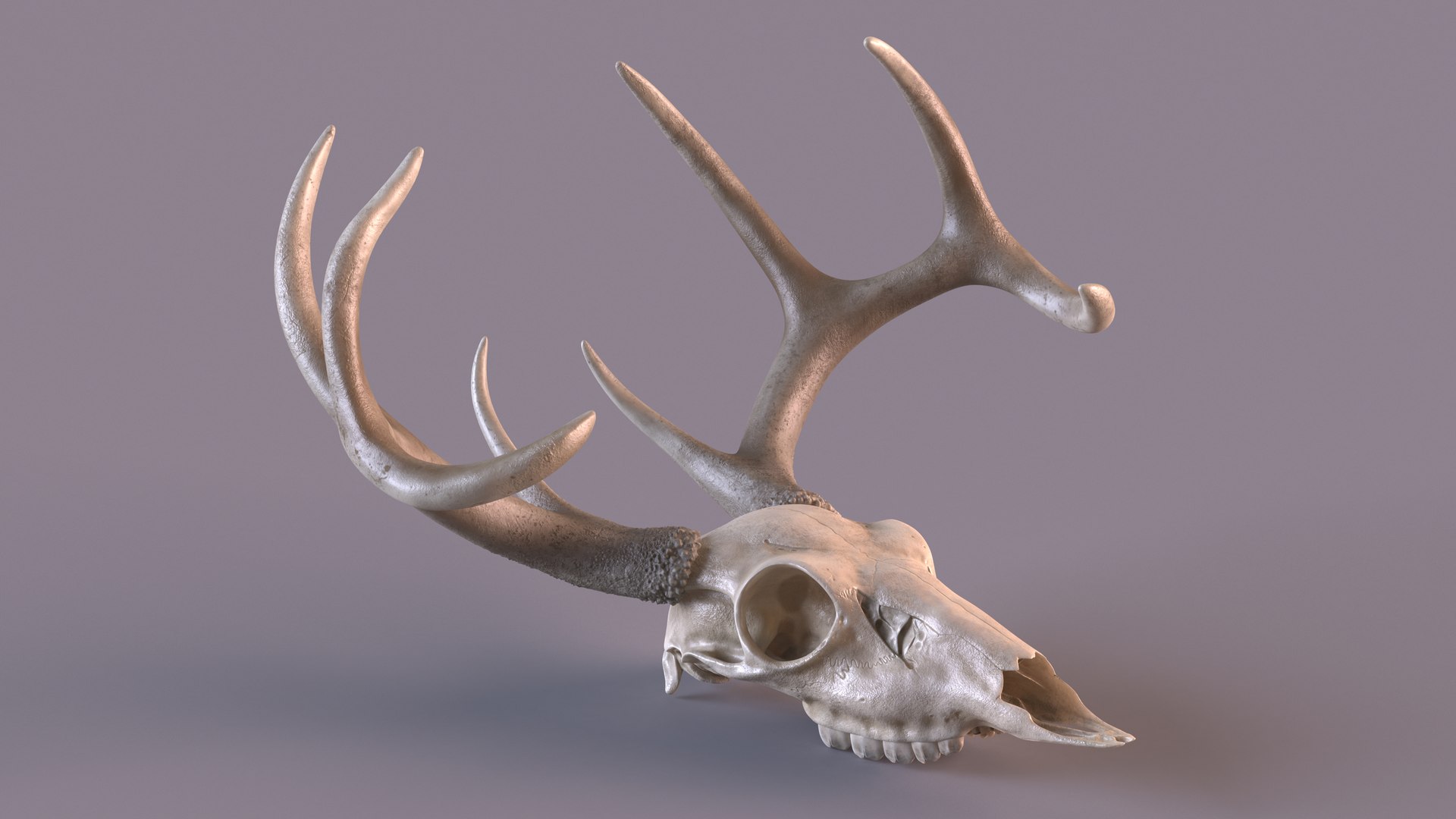 3d Model Deer Skull With Antlers Turbosquid 2092966