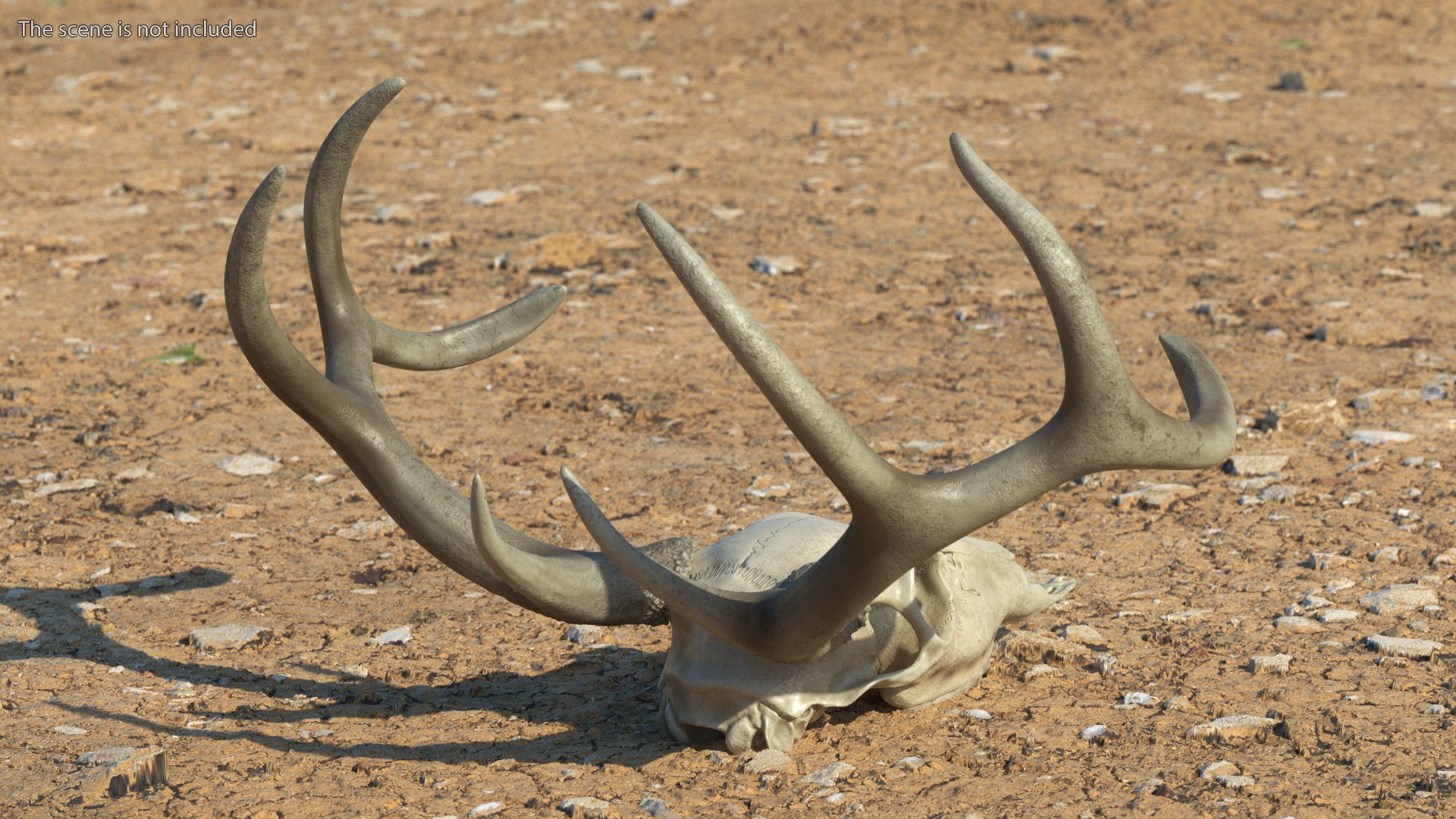 3D model Deer Skull with Antlers https://p.turbosquid.com/ts-thumb/5N/mnY02L/Mi/deerskullwithantlersc4dmodel003/jpg/1688572704/1920x1080/fit_q87/56846081a077aa25dad98e260c0551ba80e8f201/deerskullwithantlersc4dmodel003.jpg