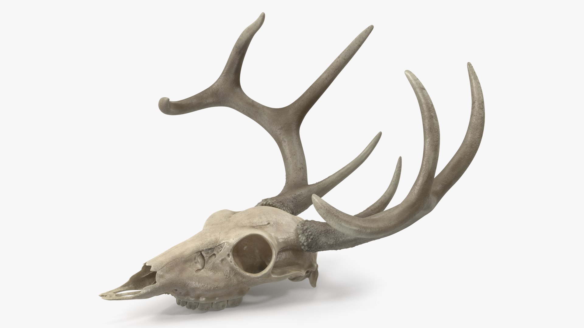 3D model Deer Skull with Antlers https://p.turbosquid.com/ts-thumb/5N/mnY02L/Yu/deerskullwithantlersc4dmodel006/jpg/1688572719/1920x1080/fit_q87/f95e661c6686a7921e51be6200a44cc896e37207/deerskullwithantlersc4dmodel006.jpg