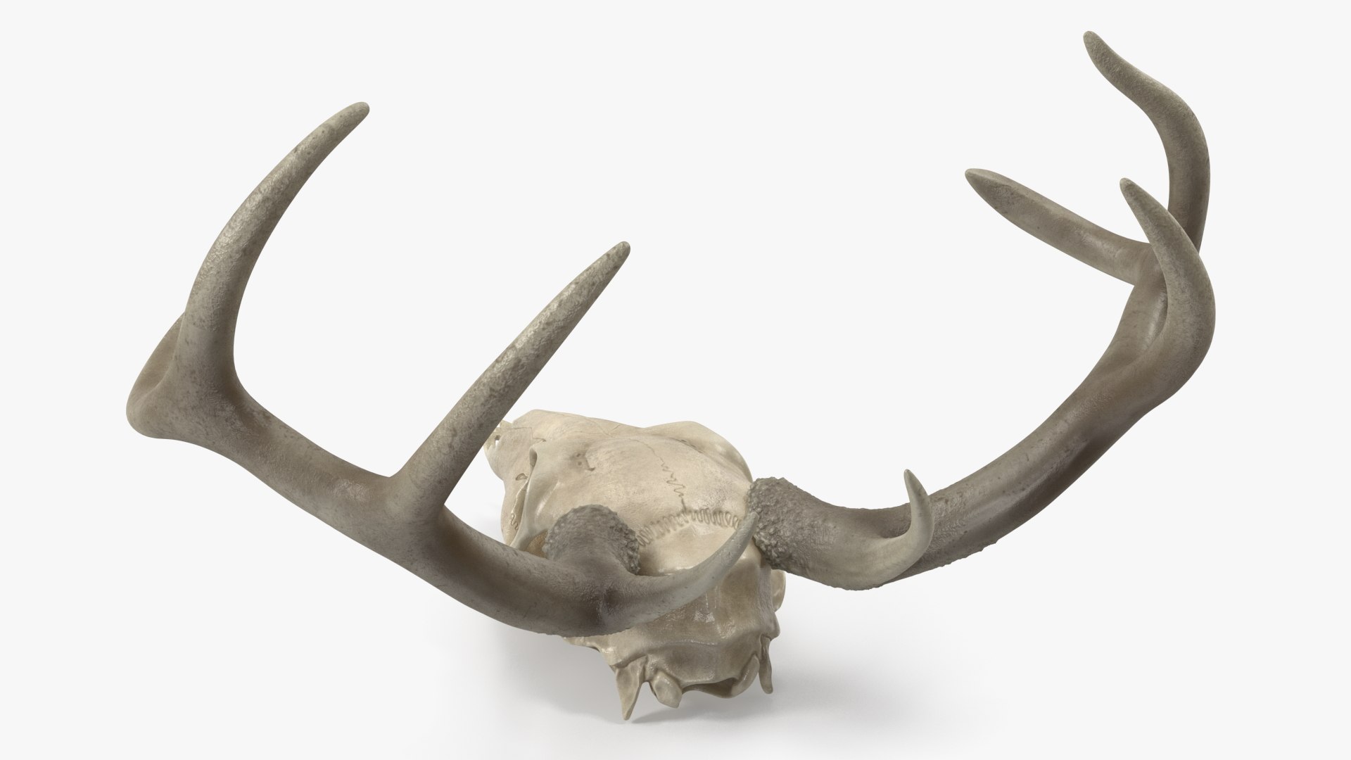 3D model Deer Skull with Antlers https://p.turbosquid.com/ts-thumb/5N/mnY02L/db/deerskullwithantlersc4dmodel007/jpg/1688572723/1920x1080/fit_q87/6631e6876386da7fa1fa3f08165f1fb3c5d208df/deerskullwithantlersc4dmodel007.jpg