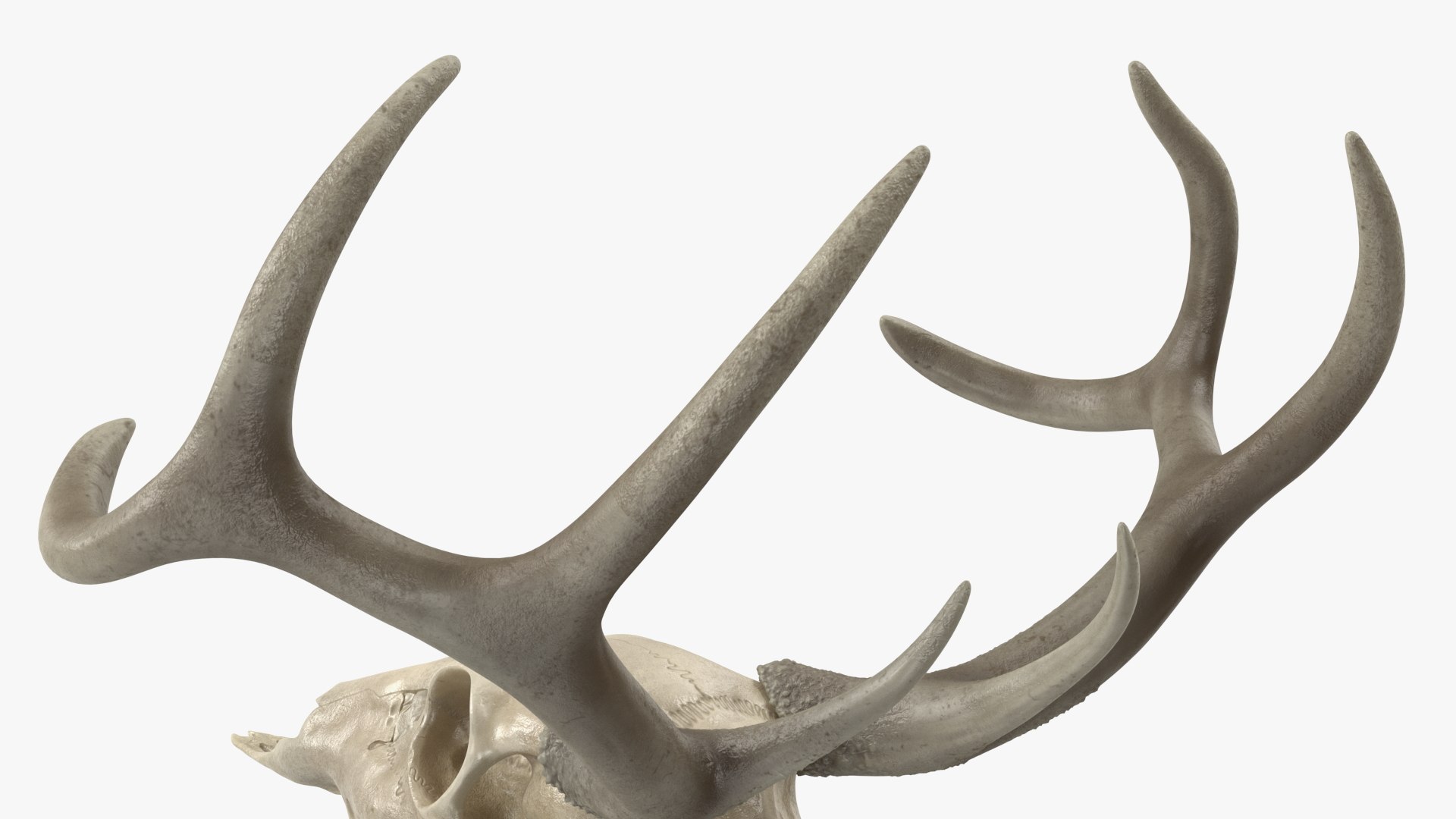 3D model Deer Skull with Antlers https://p.turbosquid.com/ts-thumb/5N/mnY02L/kM/deerskullwithantlersc4dmodel013/jpg/1688572747/1920x1080/fit_q87/8c1a52b753a1b278800151922f0a817d285e780b/deerskullwithantlersc4dmodel013.jpg