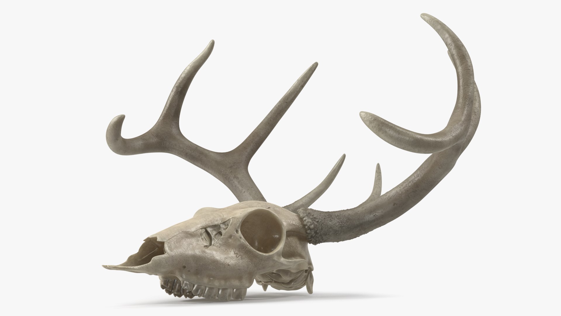 3D model Deer Skull with Antlers https://p.turbosquid.com/ts-thumb/5N/mnY02L/lL/deerskullwithantlersc4dmodel008/jpg/1688572727/1920x1080/fit_q87/042d2bb9ae62409aacfe9ab40899f45fec4d4b5b/deerskullwithantlersc4dmodel008.jpg