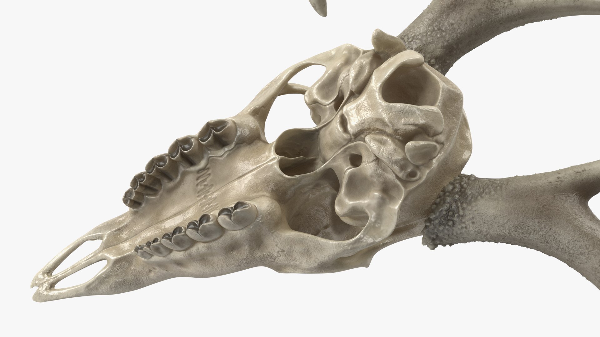 3D model Deer Skull with Antlers https://p.turbosquid.com/ts-thumb/5N/mnY02L/rF/deerskullwithantlersc4dmodel014/jpg/1688572752/1920x1080/fit_q87/492a8ba81fe829c5c2132ffd511302b3be183cd3/deerskullwithantlersc4dmodel014.jpg