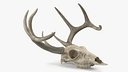 Deer Skull with Antlers