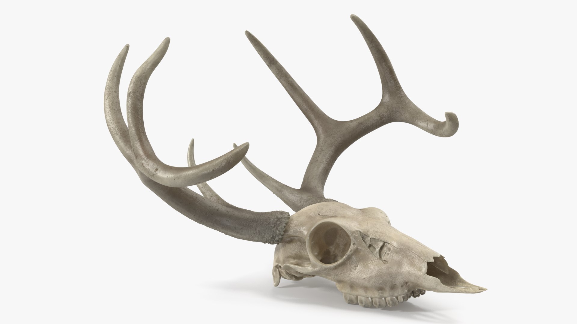 3D Skulls Collection 7 https://p.turbosquid.com/ts-thumb/5N/mnY02L/ub/deerskullwithantlersc4dmodel001/jpg/1763617699/1920x1080/fit_q87/3959bcfaefc3bbc29dc917387e6a3962e43d683b/deerskullwithantlersc4dmodel001.jpg