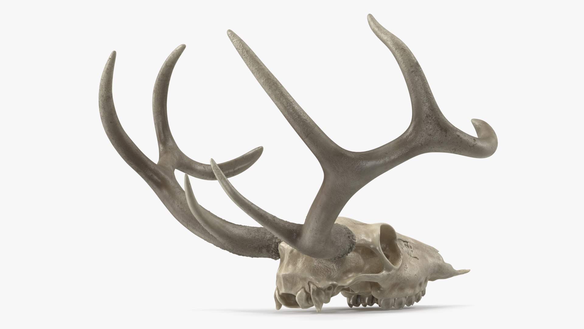 3D model Deer Skull with Antlers https://p.turbosquid.com/ts-thumb/5N/mnY02L/xl/deerskullwithantlersc4dmodel009/jpg/1688572731/1920x1080/fit_q87/c75992a99a8c26f949b7936bdd93140e9d6c1f5e/deerskullwithantlersc4dmodel009.jpg