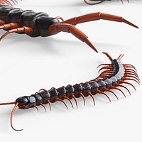 Venomous Cave Centipede Rigged For Blender