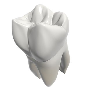 3d second molar