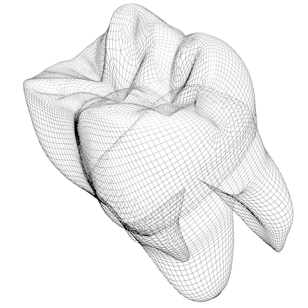 3d second molar https://p.turbosquid.com/ts-thumb/5N/vyGPo6/iyKP5qxv/175/jpg/1444405326/1920x1080/fit_q87/6b6f78f74e6f7c967d538fc851acb460254b1eb2/175.jpg