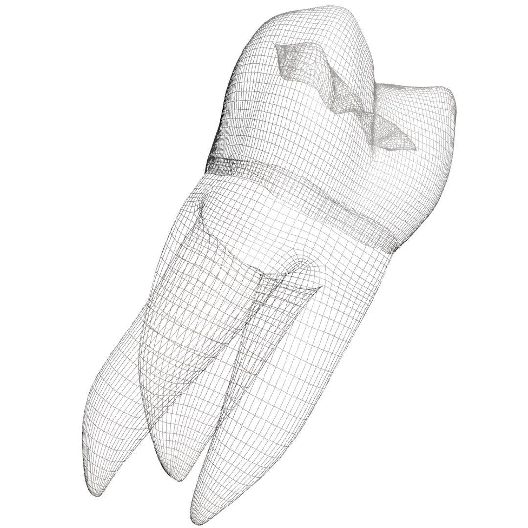 3d second molar https://p.turbosquid.com/ts-thumb/5N/vyGPo6/rlaQjRyt/176/jpg/1444405326/1920x1080/fit_q87/00e2067760d04a5b0af50b412f1a7467aefdf837/176.jpg
