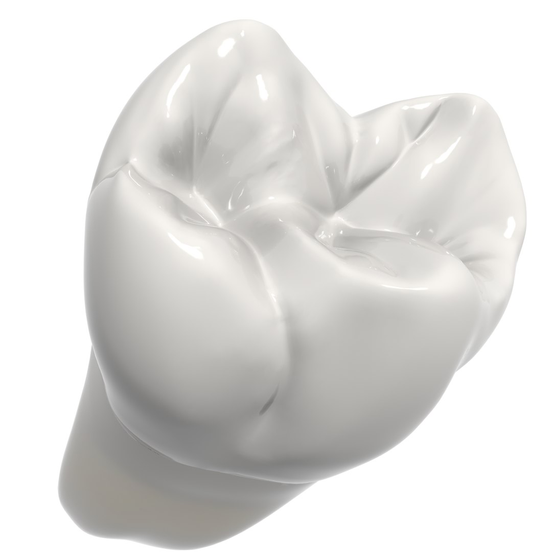 3d second molar https://p.turbosquid.com/ts-thumb/5N/vyGPo6/wdFUEvzZ/172/jpg/1444405326/1920x1080/fit_q87/0fc2c9cf00d4b58daba60bbcc0e56344752069c9/172.jpg