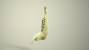 3D model Goat Skull - Right Jaw