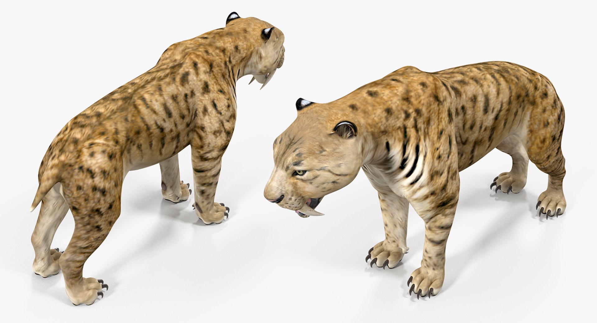 Saber Tooth Tiger Rigged 3D - TurboSquid 1329668