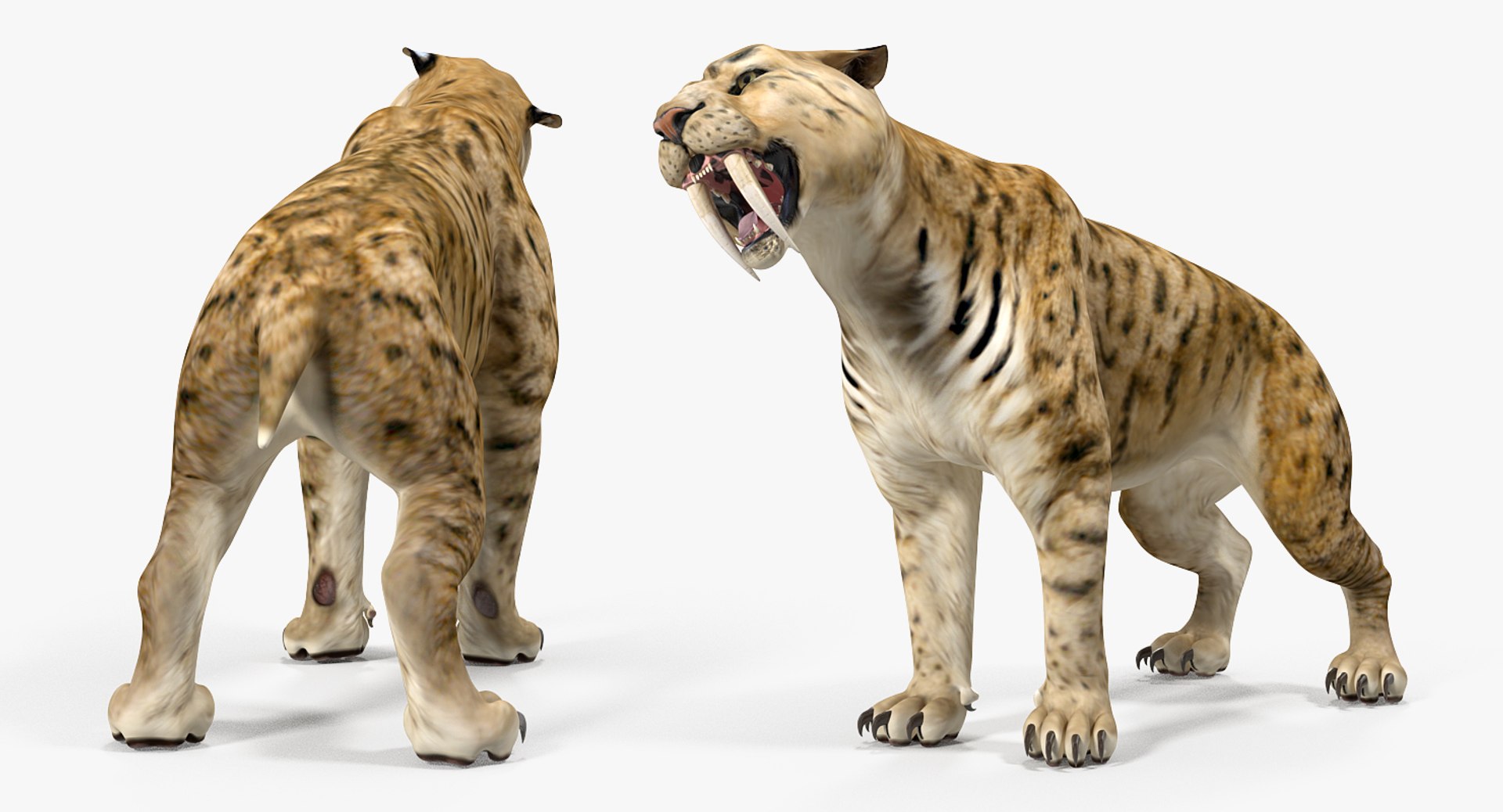 Saber Tooth Tiger Rigged 3D - TurboSquid 1329668